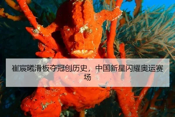 崔宸曦滑板夺冠创历史，中国新星闪耀奥运赛场